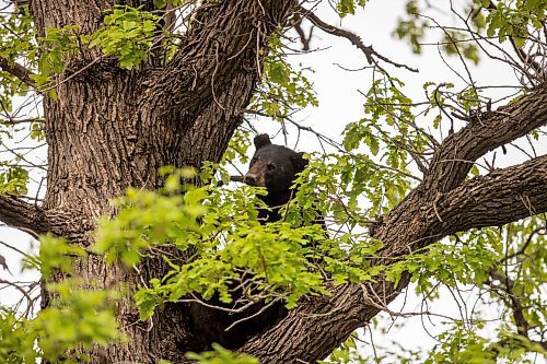 BROOK JONES / FREE PRESS
A black bear that is approximately two-years-old is pictured hanging out in an oak tree at the corner of Manchest Boulevard South and Wildwood Street in Winnipeg's Wildwood neighourhood in Winnipeg, Man., Tuesday, May 21, 2024.