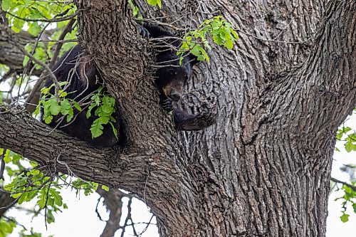 BROOK JONES / FREE PRESS
A black bear that is approximately two-years-old is pictured hanging out in an oak tree at the corner of Manchest Boulevard South and Wildwood Street in Winnipeg's Wildwood neighourhood in Winnipeg, Man., Tuesday, May 21, 2024.