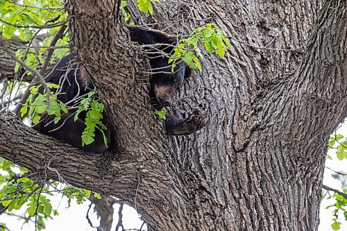 BROOK JONES / FREE PRESS
A black bear that is approximately two-years-old is pictured hanging out in an oak tree at the corner of Manchest Boulevard South and Wildwood Street in Winnipeg's Wildwood neighourhood in Winnipeg, Man., Tuesday, May 21, 2024.