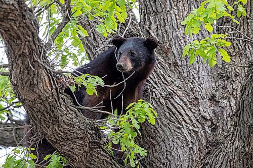 BROOK JONES / FREE PRESS
A black bear that is approximately two-years-old is pictured hanging out in an oak tree at the corner of Manchest Boulevard South and Wildwood Street in Winnipeg's Wildwood neighourhood in Winnipeg, Man., Tuesday, May 21, 2024.