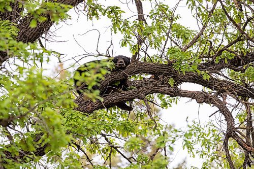 BROOK JONES / FREE PRESS
A black bear that is approximately two-years-old is pictured relaxing while hanging out in an oak tree at the corner of Manchest Boulevard South and Wildwood Street in Winnipeg's Wildwood neighourhood in Winnipeg, Man., Tuesday, May 21, 2024.