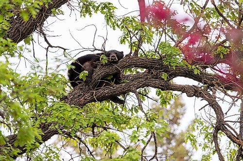 BROOK JONES / FREE PRESS
A black bear that is approximately two-years-old is pictured relaxing while hanging out in an oak tree at the corner of Manchest Boulevard South and Wildwood Street in Winnipeg's Wildwood neighourhood in Winnipeg, Man., Tuesday, May 21, 2024.