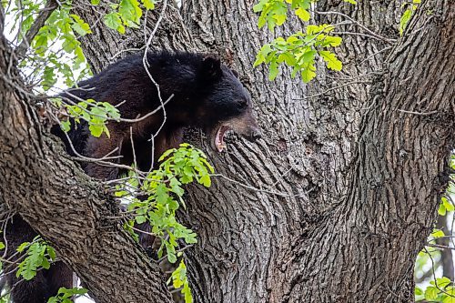 BROOK JONES / FREE PRESS
A black bear that is approximately two-years-old is pictured yawing while hanging out in an oak tree at the corner of Manchester Boulevard South and Wildwood Street in Winnipeg's Wildwood neighourhood in Winnipeg, Man., Tuesday, May 21, 2024.