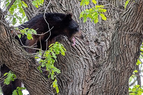 BROOK JONES / FREE PRESS
A black bear that is approximately two-years-old is pictured yawing while hanging out in an oak tree at the corner of Manchester Boulevard South and Wildwood Street in Winnipeg's Wildwood neighourhood in Winnipeg, Man., Tuesday, May 21, 2024.