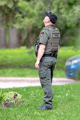 BROOK JONES / FREE PRESS
Manitoba Conservation Officer Ray Wiggins looks up at a black bear that is hanging out in an oak tree at the corner of Manchester Boulevard South and Wildwood Street in Winnipeg's Wildwood neighourhood in Winnipeg, Man., Tuesday, May 21, 2024.