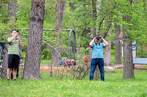 BROOK JONES / FREE PRESS
Onlookers are pictured watching a black bear that climbed up an oak tree at the corner of Manchester Boulevard South and Wildwood Street in Winnipeg's Wildwood neighourhood in Winnipeg, Man., Tuesday, May 21, 2024.