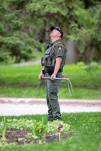 BROOK JONES / FREE PRESS
Manitoba Conservation Officer Ray Wiggins is pictured assessing the situation as a black bear climbed up an oak tree at the corner of Manchester Boulevard South and Wildwood Street in Winnipeg's Wildwood neighourhood in Winnipeg, Man., Tuesday, May 21, 2024.