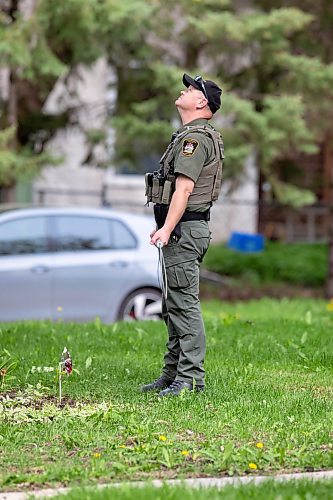 BROOK JONES / FREE PRESS
Manitoba Conservation Officer Ray Wiggins is pictured assessing the situation as a black bear climbed up an oak tree at the corner of Manchester Boulevard South and Wildwood Street in Winnipeg's Wildwood neighourhood in Winnipeg, Man., Tuesday, May 21, 2024.