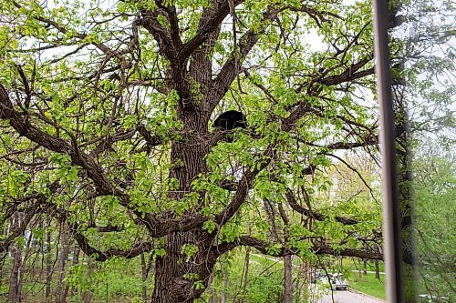 BROOK JONES / FREE PRESS
A black bear that is approximately two-years-old is pictured hanging out in an oak tree at the corner of Manchester Boulevard South and Wildwood Street in Winnipeg's Wildwood neighourhood in Winnipeg, Man., Tuesday, May 21, 2024. The black bear was photographed from a second-storey window of the house of Jim Wood and his wife Jan Christianson-Wood.