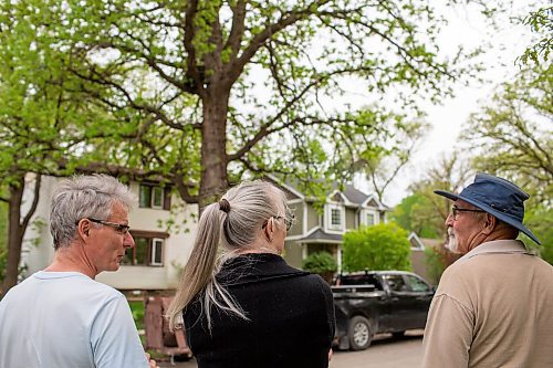 BROOK JONES / FREE PRESS
From left: Dietmar Straub, Deb Capek and Don Werschler are pictured watching a black bear hanging out in an oak tree at the corner of Manchester Boulevard South and Wildwood Street in Winnipeg's Wildwood neighourhood in Winnipeg, Man., Tuesday, May 21, 2024.