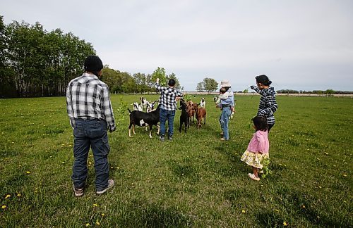 JOHN WOODS / FREE PRESS
ThaMu Eh, third from left, with her daughters Willow (pink) and Meadow (grey), and her father Doh Htoo Eh, from left, mother Nyo You San and sister Chri Htoo Eh feed their goats at their multi-generational home north of Stonewall Tuesday, May 21, 2024. 

Reporter: gabby