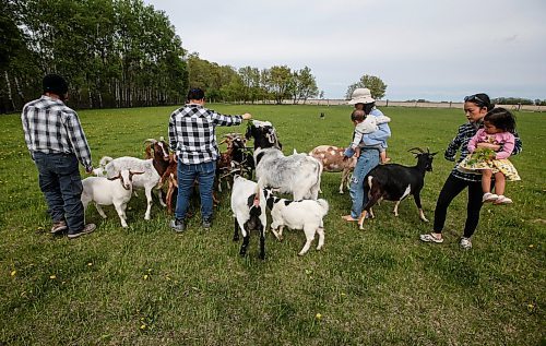 JOHN WOODS / FREE PRESS
ThaMu Eh, third from left, with her daughters Willow (pink) and Meadow (grey), and her father Doh Htoo Eh, from left, mother Nyo You San and sister Chri Htoo Eh feed their goats at their multi-generational home north of Stonewall Tuesday, May 21, 2024. 

Reporter: gabby