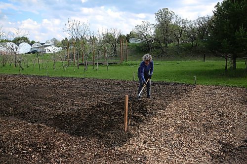 Amy Pym works on her garden space on May 20 at the community garden. The official opening for the garden will be held May 31. (Charlotte McConkey/The Brandon Sun)