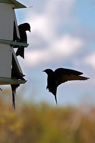 Purple Martins congregate at a bird house at the International Peace Garden south of Boissevain on Wednesday. (Tim Smith/The Brandon Sun)