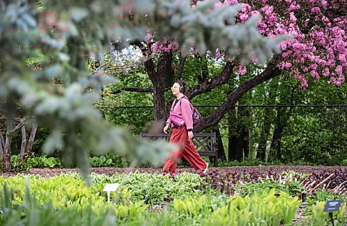 Ruth Bonneville / Free Press

Standup - Spring blossoms 

A person stroll's through the colourful English Garden at Assiniboine Park amidst spring blossoms Wednesday.  

May 22nd, 2024
