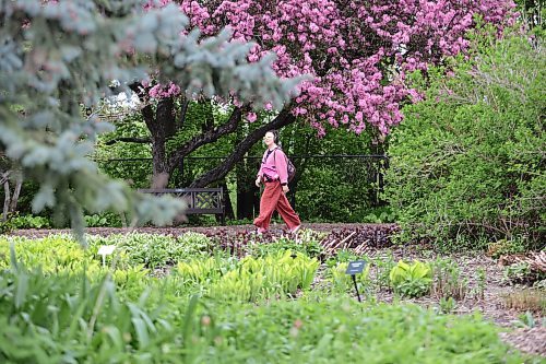 Ruth Bonneville / Free Press

Standup - Spring blossoms 

A person stroll's through the colourful English Garden at Assiniboine Park amidst spring blossoms Wednesday.  

May 22nd, 2024
