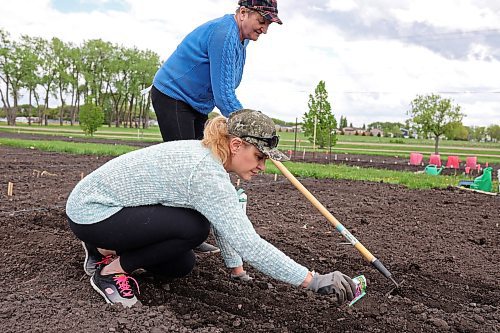 24052024
Myra Prytsyuk and her mother Vira Rudnytska plant beets and onions in their garden plot at the Hummingbird Community Garden in Brandon&#x2019;s south end on Wednesday.
(Tim Smith/The Brandon Sun)