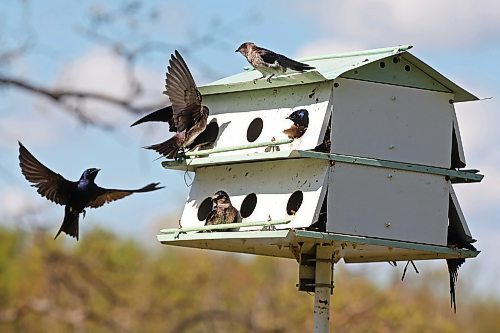 24052024
Purple Martins congregate at a bird house at the International Peace Garden south of Boissevain on Wednesday.
(Tim Smith/The Brandon Sun)