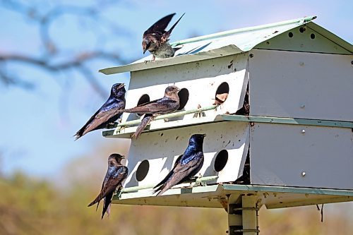 24052024
Purple Martins congregate at a bird house at the International Peace Garden south of Boissevain on Wednesday.
(Tim Smith/The Brandon Sun)