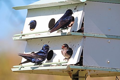 24052024
Purple Martins congregate at a bird house at the International Peace Garden south of Boissevain on Wednesday.
(Tim Smith/The Brandon Sun)