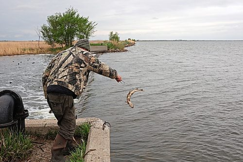 23052024
Mike Ketcheson of Brandon releases a northern pike back into Oak Lake while fishing at the lake&#x2019;s outlet dam on a windy Thursday afternoon. 
(Tim Smith/The Brandon Sun)