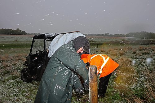 Farmers Nathan and Kate Kowbel tie fence for cattle in a field along Highway 10 near their farm north of Brandon during flurries on a wet, snowy and cool Friday. The Kowbels grow crops in addition to raising cattle and have seeded about 800 acres so far this season, but their seeding has been slowed by recent wet weather. (Tim Smith/The Brandon Sun)