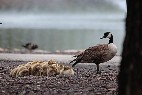 Ruth Bonneville / Free Press

Weather Standup

A mother goose and her goslings hang out in the rain near the St. Vital Duck Pond Friday.


May 24th, 2024
