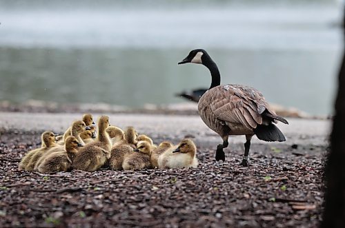 Ruth Bonneville / Free Press

Weather Standup

A mother goose and her goslings hang out in the rain near the St. Vital Duck Pond Friday.


May 24th, 2024
