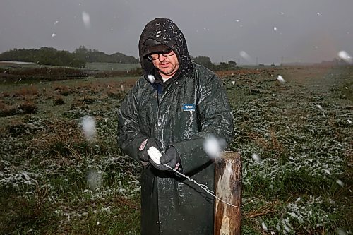 24052024
Farmer Nathan Kowbel ties fence for cattle in a field along Highway 10 with his wife Kate (not shown)  near their farm north of Brandon during flurries on a wet, snowy and cool Friday. The Kowbel's grow crops in addition to raising cattle and have seeded about 800 acres so far this season but their seeding has been slowed by recent wet weather. 
(Tim Smith/The Brandon Sun)