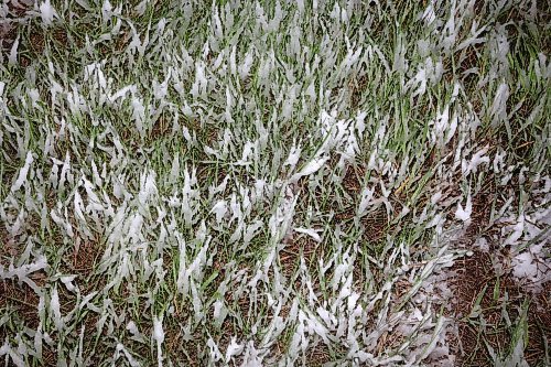 24052024
Snow accumulates in grass along Highway 10 during flurries on a wet, snowy and cool Friday. (Tim Smith/The Brandon Sun)