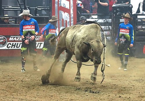 Diggin Up Bones goes for a victory lap after bucking off Jordan Hansen during the PBR Chute Out at Westman Place on Saturday evening in front of an enthusiastic sold-out crowd. (Perry Bergson/The Brandon Sun)
May 25, 2024