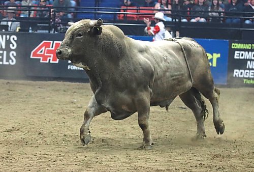 Stubborn Pride goes for a run after throwing rider Ashton Sahli during the PBR Chute Out at Westman Place on Saturday evening in front of an enthusiastic sold-out crowd. (Perry Bergson/The Brandon Sun)
May 25, 2024