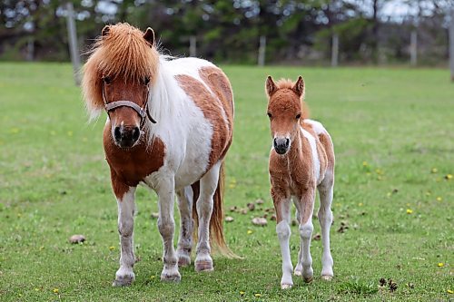 Buzz, a 10-day-old miniature horse, walks alongside his mother Lemon at the home of Jim and Jody Anderson just south of Brandon on Monday. (Tim Smith/The Brandon Sun)