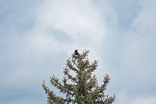 MIKE DEAL / FREE PRESS
A crow keeps an eye on the area close to where a Transcona Collegiate student was walking (McMeans and Hoka St) and was struck in the head by a hawk. 
240527 - Monday, May 27, 2024.