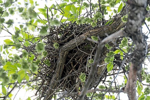 MIKE DEAL / FREE PRESS
An nest that doesn&#x2019;t seem to have any activity in it close to the area where a Transcona Collegiate student was walking (McMeans and Hoka St) and was struck in the head by a hawk. 
240527 - Monday, May 27, 2024.