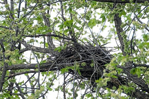 MIKE DEAL / FREE PRESS
An nest that doesn&#x2019;t seem to have any activity in it close to the area where a Transcona Collegiate student was walking (McMeans and Hoka St) and was struck in the head by a hawk. 
240527 - Monday, May 27, 2024.