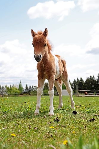 27052024
Buzz, a ten-day-old miniature horse, stands in a paddock at the home of Jim and Jody Anderson just south of Brandon on Monday. 
(Tim Smith/The Brandon Sun)