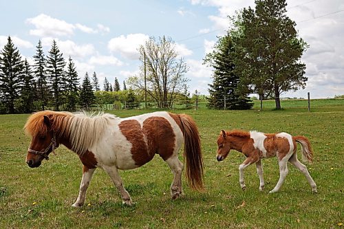 27052024
Buzz, a ten-day-old miniature horse, follows his mother Lemon at the home of Jim and Jody Anderson just south of Brandon on Monday. 
(Tim Smith/The Brandon Sun)