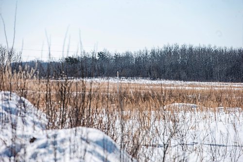 MIKAELA MACKENZIE / WINNIPEG FREE PRESS

The land where a proposed sand processing site borders the Mustard property near Anola on Friday, March 24, 2023. The land has already been clear cut in preparation for the facility. For JS story.

Winnipeg Free Press 2023.