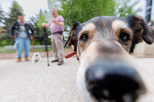 MIKE DEAL / FREE PRESS
Tootie gets curious while their caregiver Dean Weiss chats with Yidan Zhu (left) who is with their dog, Dou Dou, at the Bonnycastle Dog Park at Assiniboine Avenue and Garry Street, Tuesday afternoon.
240528 - Tuesday, May 28, 2024.