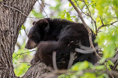 BROOK JONES / FREE PRESS
A black bear that is approximately two-years-old is pictured hanging out in an oak tree at the corner of Manchester Boulevard South and Wildwood Street in Winnipeg's Wildwood neighourhood in Winnipeg, Man., Tuesday, May 21, 2024. The black bear was photographed from a second-storey window of the house of Jim Wood and his wife Jan Christianson-Wood. 