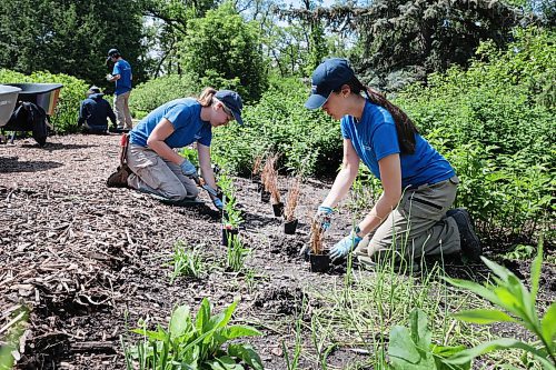 Ruth Bonneville / Free Press

Standup - planting 

Kayla Dao (right) and Olivia Fast work together with a team of others planting at the English Garden Monday.    

June 3rd, 2024