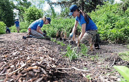 Ruth Bonneville / Free Press

Standup - planting 

Kayla Dao (right) and Olivia Fast work together with a team of others planting at the English Garden Monday.    

June 3rd, 2024