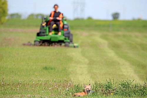 04062024
A red fox kit rests and looks around outside its den as a worker mows the ball diamonds just north of ACC&#x2019;s north hill campus in Brandon on Monday.
(Tim Smith/The Brandon Sun)