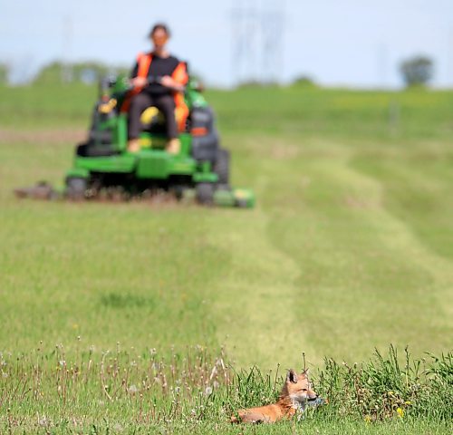 04062024
A red fox kit rests and looks around outside its den as a worker mows the ball diamonds just north of ACC&#x2019;s north hill campus in Brandon on Monday.
(Tim Smith/The Brandon Sun)