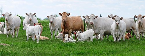 A tan cow soaks up the sun beside Highway 2 between Pipestone and Reston. (Jules Xavier/The Brandon Sun)