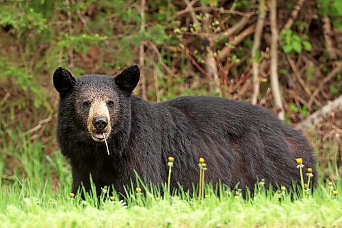 A black bear dines on dandelions bordering Highway 10 in Riding Mountain National Park on a warm Thursday afternoon. (Tim Smith/The Brandon Sun)