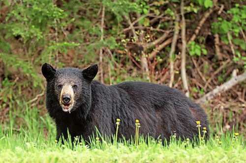 06062024
A black bear dines on dandelions bordering Highway 10 in Riding Mountain National Park on a warm Thursday afternoon. 
(Tim Smith/The Brandon Sun)