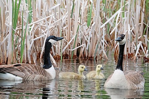 06062024
Two Canada geese swim in a pond with their goslings in Riding Mountain National Park on a warm Thursday afternoon. 
(Tim Smith/The Brandon Sun)