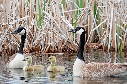 06062024
Two Canada geese swim in a pond with their goslings in Riding Mountain National Park on a warm Thursday afternoon. 
(Tim Smith/The Brandon Sun)